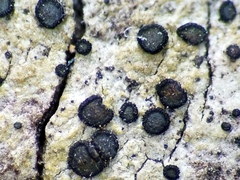 Cresponea chloroconia