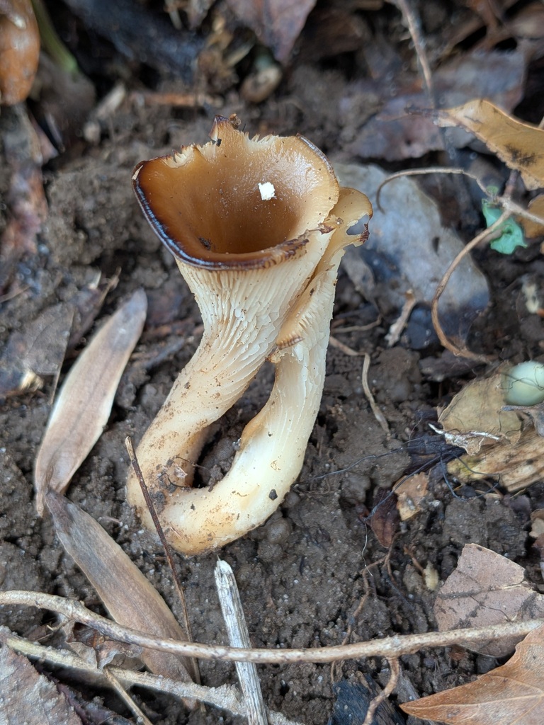 Hohenbuehelia petaloides · December 2025 · photo: © kzoebel (iNaturalist, cc0)
