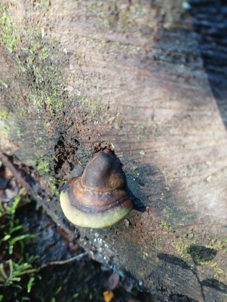 Neofomitella hemitephra · December 2025 · photo: © claire_grace83 (iNaturalist, cc-by)