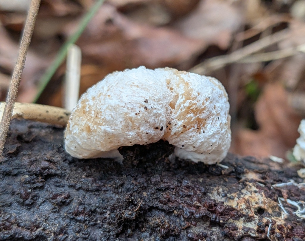 Entoloma abortivum · December 2025 · photo: © kzoebel (iNaturalist, cc0)
