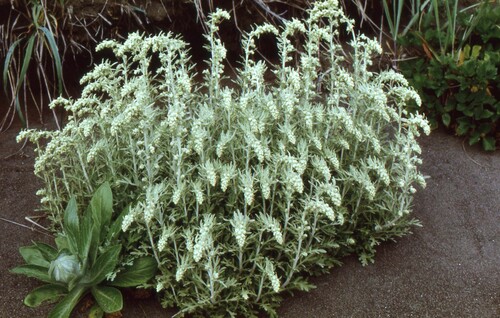 Artemisia stelleriana