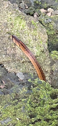 Saint Giron's Kukri Snake