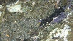 Pachygrapsus socius