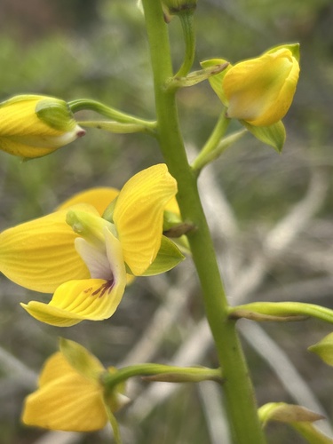 Eulophia speciosa (Eulophia speciosa)