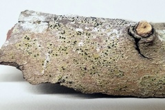 Cresponea chloroconia