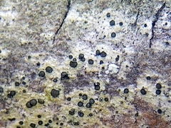 Cresponea chloroconia
