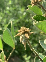 Crotalaria doidgeae