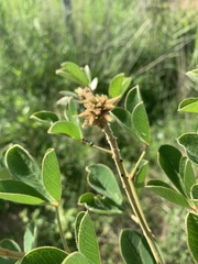 Crotalaria doidgeae