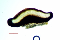 Cresponea chloroconia
