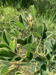Crotalaria doidgeae
