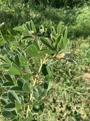 Crotalaria doidgeae