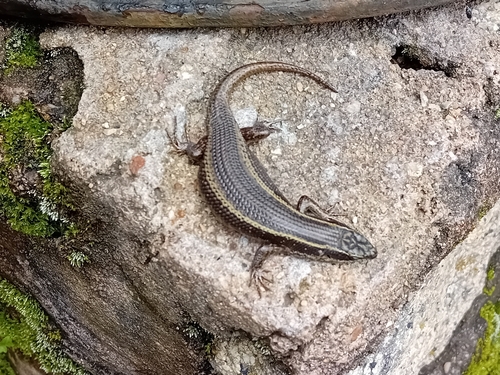 Mulanje Skink