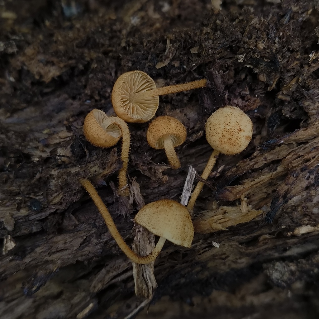 Phaeomarasmius ciliatus