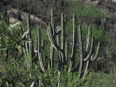 Browningia altissima, photograph (c) Rosario Douglas, some rights reserved (CC BY)