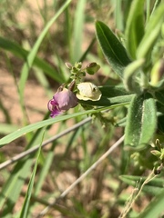Polygala sphenoptera sphenoptera