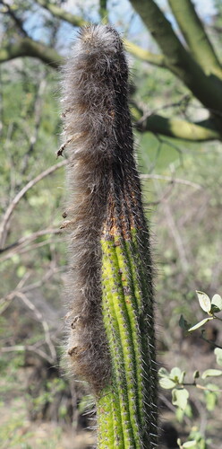 Espostoa blossfeldiorum, photograph 5