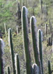 Espostoa blossfeldiorum, photograph (c) Rosario Douglas, some rights reserved (CC BY)