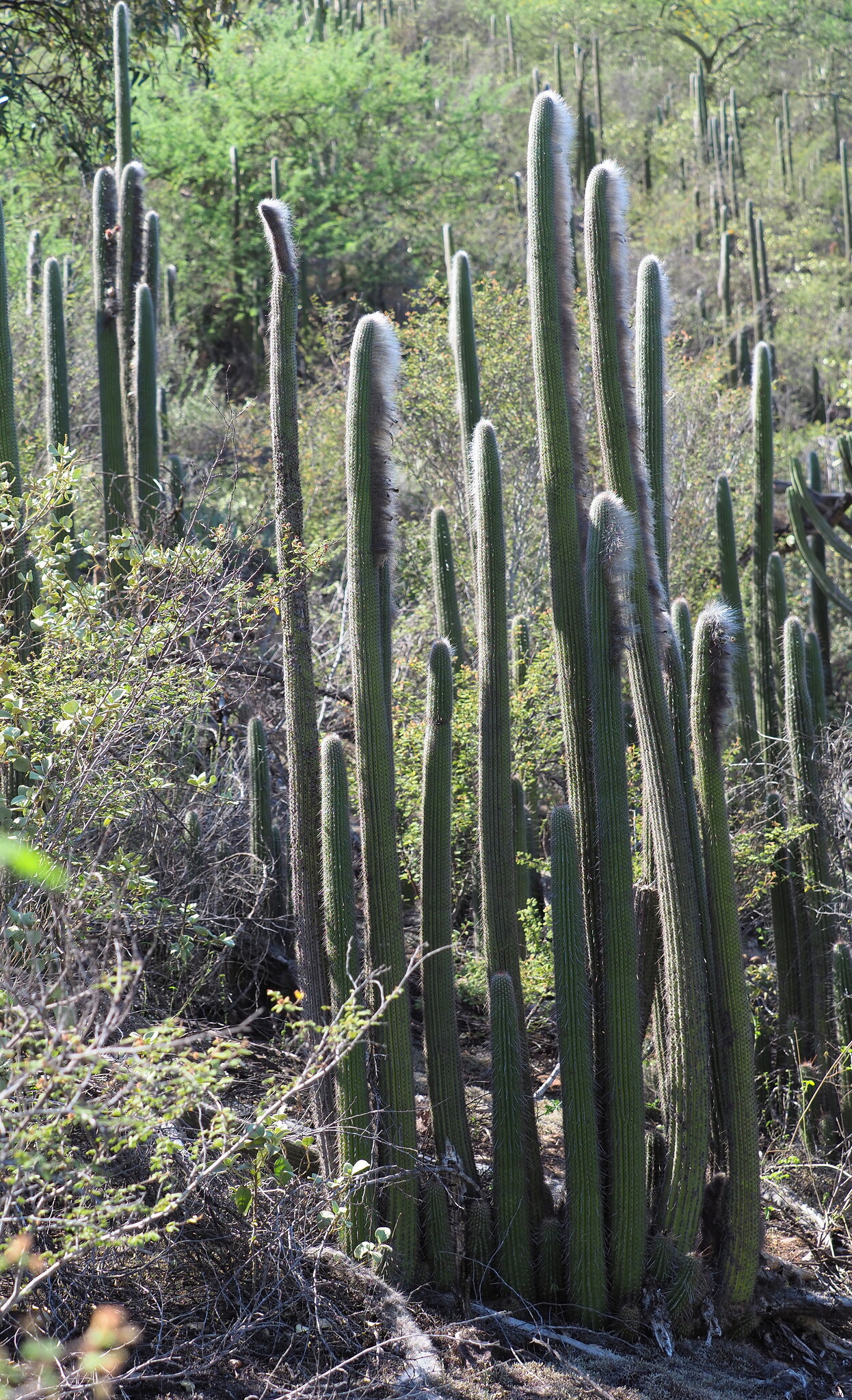 Snow Pole Cactus (Espostoa blossfeldiorum)