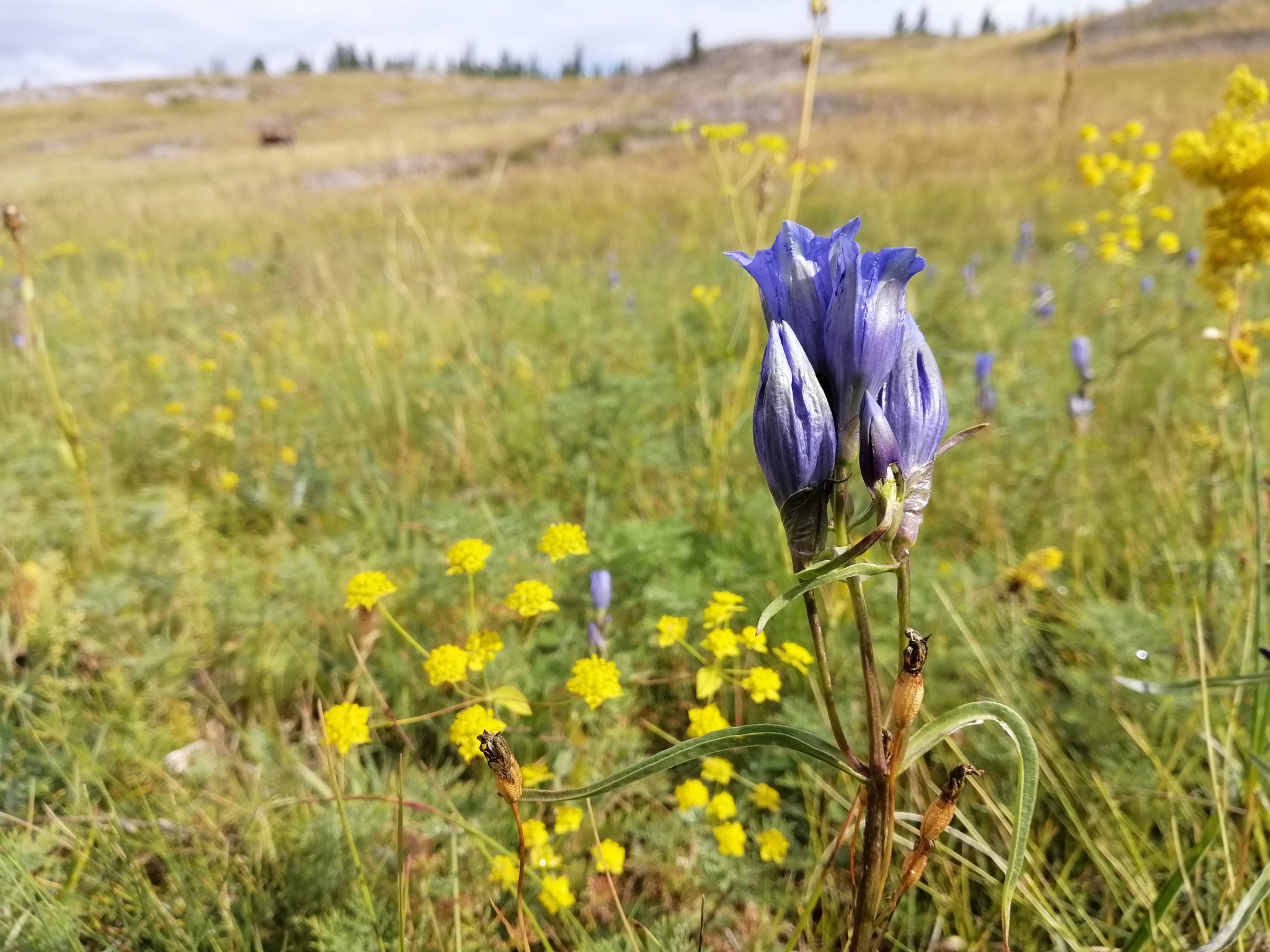 Dwarf Porcelain-Flowered Gentian (Gentiana decumbens)