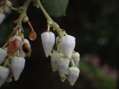 Whiteleaf Manzanita