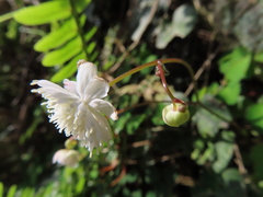 Thalictrum urbainii