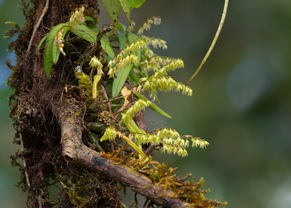 Dendrobium perpaulum Seidenf.