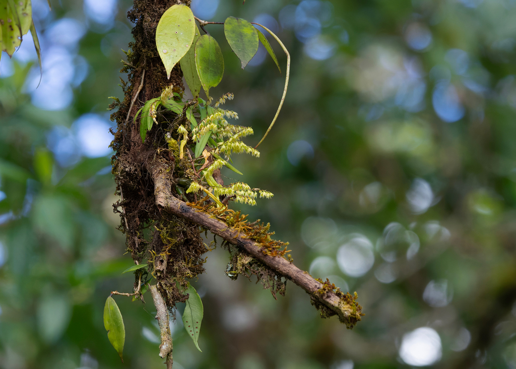 Dendrobium perpaulum Seidenf. 2