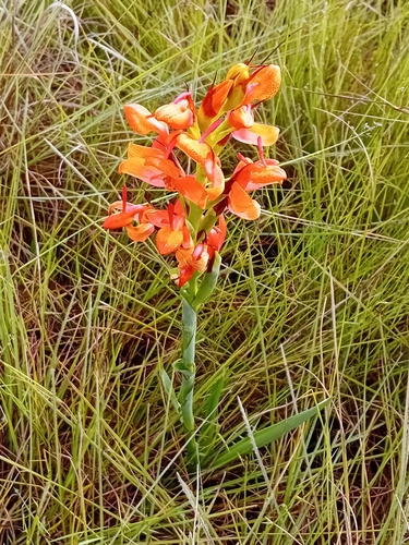 Disa erubescens