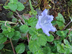 Strobilanthes rankanensis