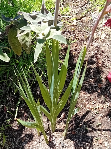 Dragon's-head Lily