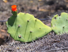 Opuntia quitensis, photograph (c) Rosario Douglas, some rights reserved (CC BY)