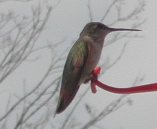 Rufous Hummingbird photographed in Indiana