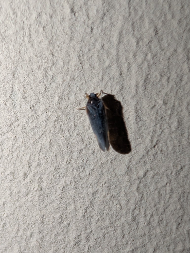 Planthopper