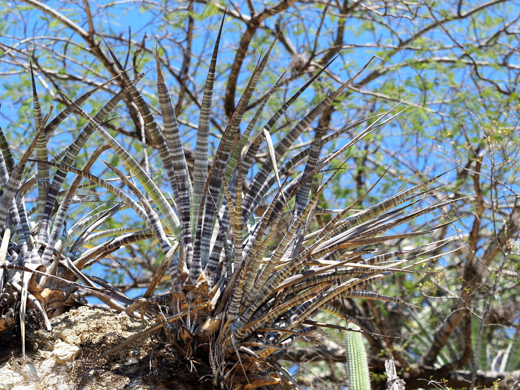 Tillandsia hildae; photograph Rosario Douglas, CC BY, iNaturalist via GBIF