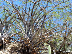 Tillandsia hildae