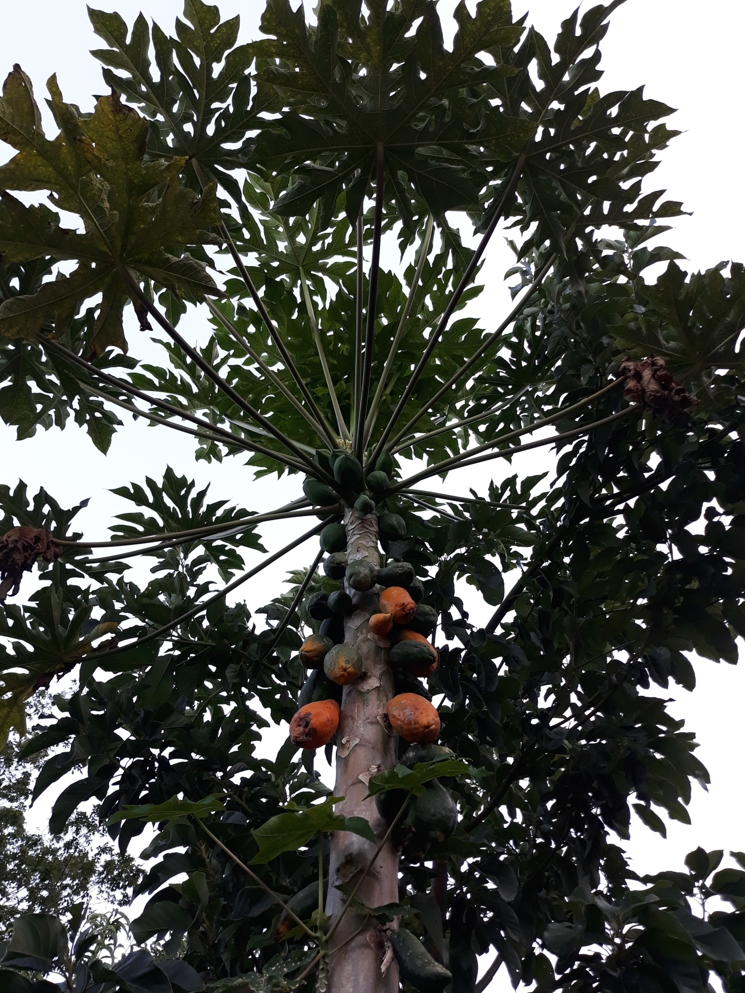 Carica papaya