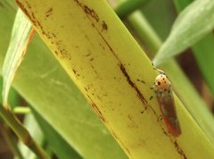 Bothrogonia ferruginea