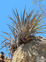 Rosario Douglas, CC BY, iNaturalist via GBIF Tillandsia hildae, photograph Rosario Douglas, CC BY, iNaturalist via GBIF