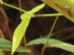 Bothrogonia ferruginea