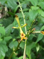 Epidendrum paniculourubambense