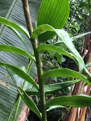 Epidendrum paniculourubambense