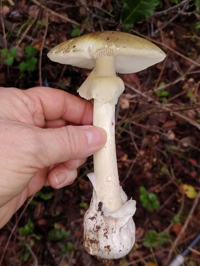 Amanita phalloides · December 2025 · photo: © pholroyd (iNaturalist, cc0)