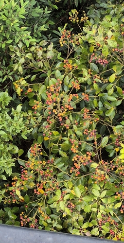 Cryptocarya densiflora observed 2025-12-22