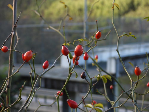 Smallflower Sweetbrier (Rosa micrantha)