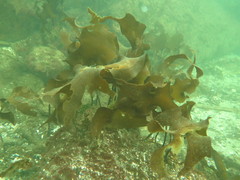 Laminariaceae