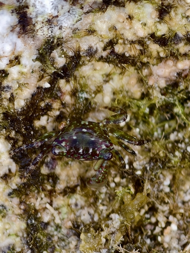 Tiny Rock Crab