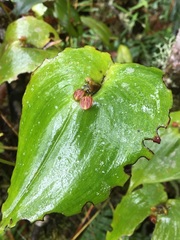 Pleurothallis cordata