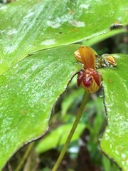 Pleurothallis cordata