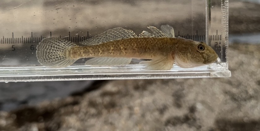 Milkyfin goby (Acanthogobius lactipes) — Gobiidae