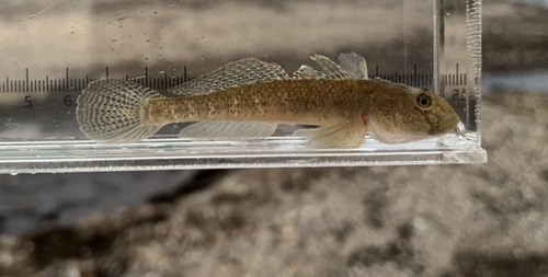 Milkyfin goby (Acanthogobius lactipes) — Gobiidae
